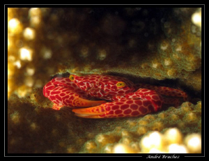 crabe de corail by André Bruchez 